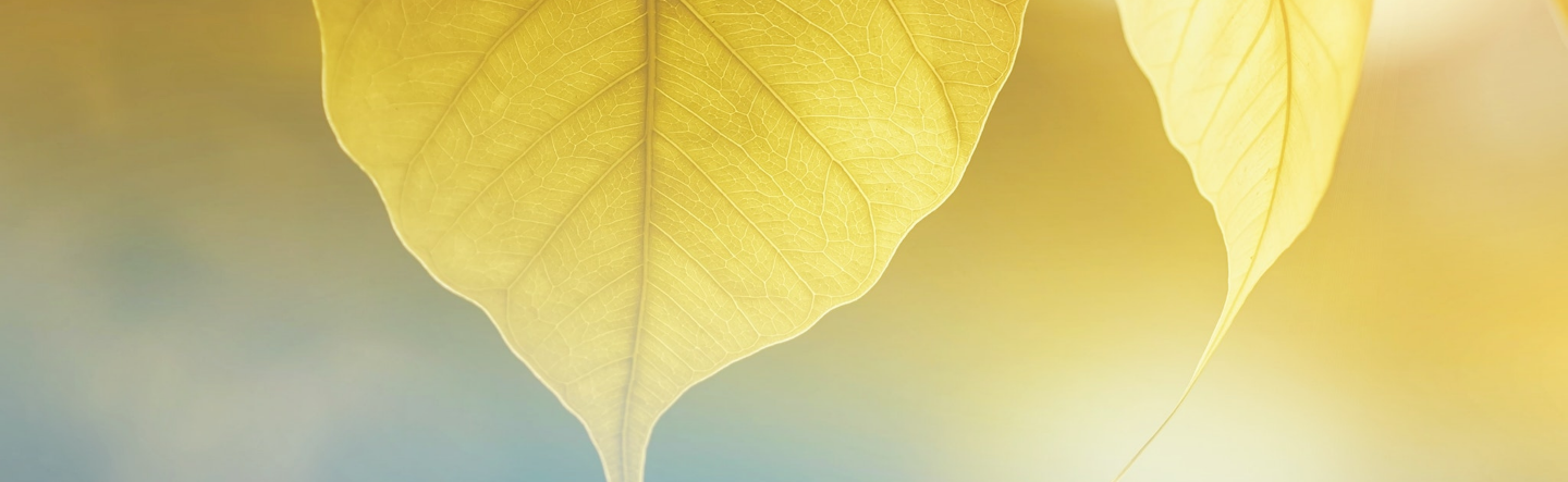 What Are the Five SAP BTP Development Environments (2)-1